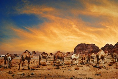 arabian camels in desert of wadi rum, jordan. middle east landscape at sunset. 