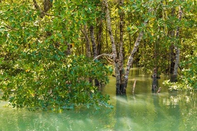 a dense forest of salt-tolerant mangrove trees of the rhizophoraceae family with white bark and thick leathery leaves, flooded by turquoise water in the kilim geoforest park in langkawi, malaysia.
