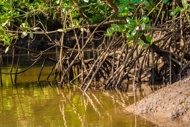 close-up of a mangrove river bank with many stilt roots of rhizophora trees, covered with brown brackish water and mud in the kilim geoforest park, langkawi, malaysia.