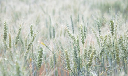 grain field in nijmegen the netherlands