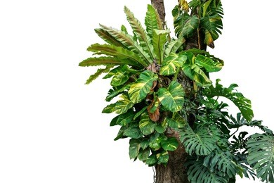 rainforest tree trunk with tropical foliage plants, monstera