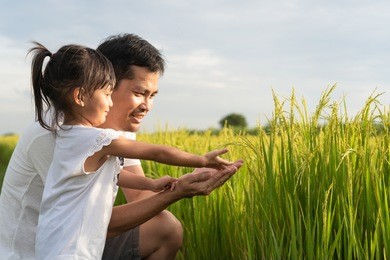asian father and daughter are holding the rice in the rice field together with happiness moment of learning, concept of nature learning for kid in family lifestyle.