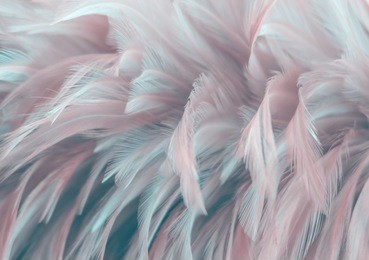 bird,chickens feather texture for background abstract,blur style and soft color of art design.