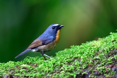 snowy-browed flycatcher in nature