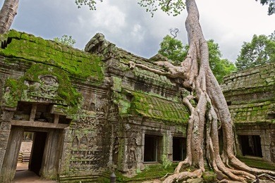 giant tree covering the stones of ta prohm temple in angkor wat (siem reap, cambodia).