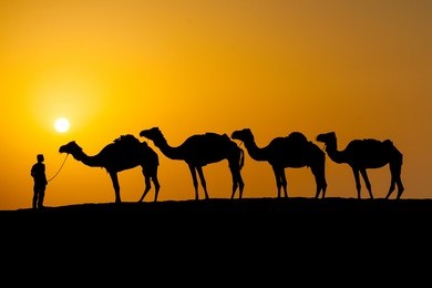 camel caravan going through the desert