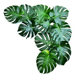 dark green leaves monstera or split leaf philodendron the symbolic unique of tropical paradise jungle large leafs foliage plant growing in wild swiss cheese plant isolated on white with clipping path.