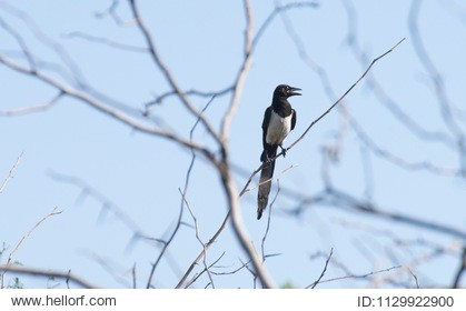 magpie on the branches of a tree