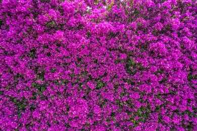 wall of purple flowers. texture closeup.