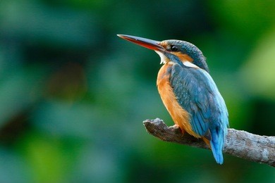 the common kingfisher (alcedo atthis) wetlands birds's colored feathers from different birds that live in ponds, swamps. clamp winter migratory birds stayed about 3 months, bang poo, thailand.