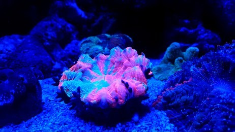 donut lps coral reef aquarium tank under led lights