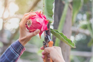 women are collecting dragon fruit, farmer harvested the dragon fruit. 