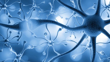 neurons cells close up