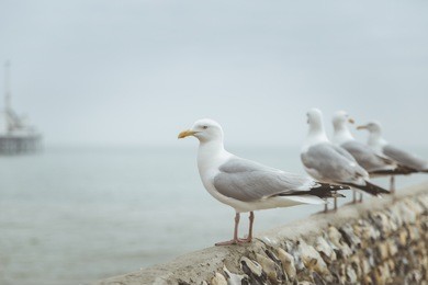 seagulls on brighton, england