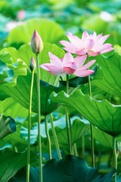 blooming lotus or waterlilly flower in the pond