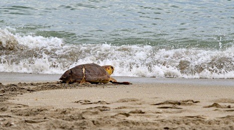 loggerhead sea turtle returning to the ocean from the beach.