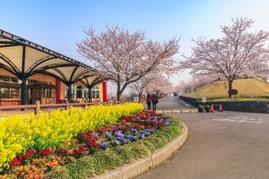 landscape beautiful rose and sakura season sakuranoyama park narita chiba japan