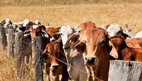 herd of animals in australia, brown cow and grey brahman cows line up along an old barb wire farm fence on an australian beef cattle ranch