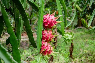 three ripe dragon fruit on the tree.