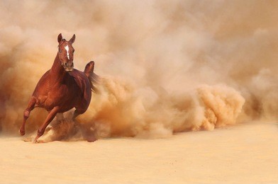 horse running in desert