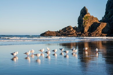 piha beach on auckland's west coast, is one of new zealand's most beautiful beaches, and is popular both with families and surfers. here it is in early spring, when you can have it almost to yourself.