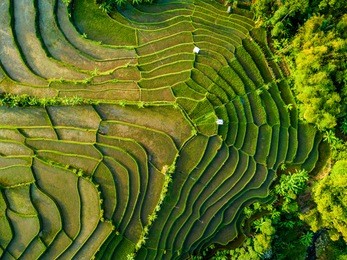 aerial view of rice field terrace, bandung, west java indonesia, asia