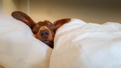 dachshund snuggled up and asleep in human bed.