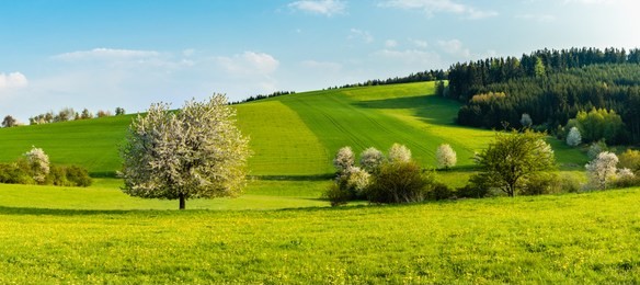 beautiful spring landscape. fresh green hills and fields with blossoming trees. blue skies, clouds.