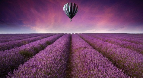 beautiful image of lavender field summer sunset landscape with hot air balloon