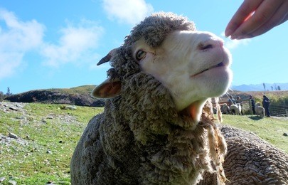 feeding cute fluffy sheep with hand in queenstown, new zealand