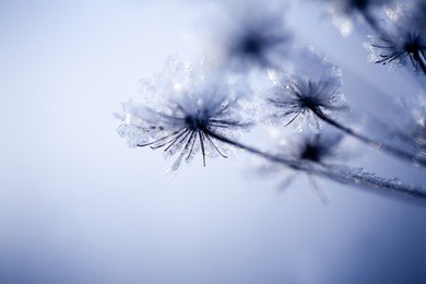 close up of flower covered with ice and snow