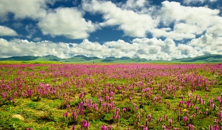summer highlands, grasslands, mountains.in aba, sichuan province, china