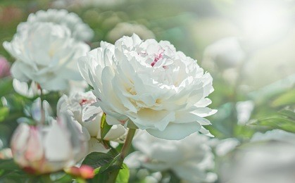 white flower peony flowering on background white peonies flowers. nature.          