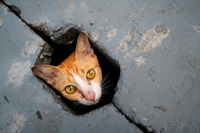 a cat portrait nice shot