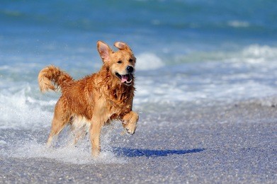 young golden retriever running on the beach