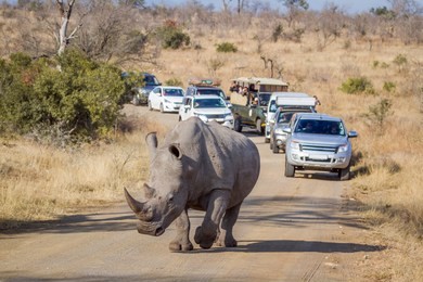 southern white rhinoceros in kruger national park, south africa ; specie ceratotherium simum simum family of rhinocerotidae