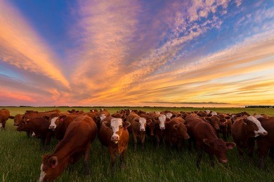 cattle grazing in the pasture at sunset in the country.