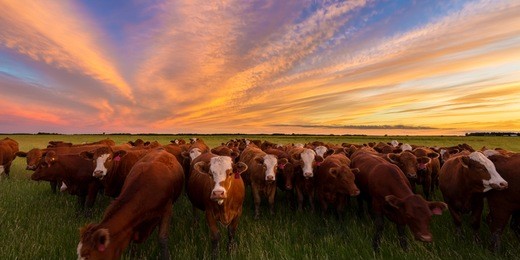 cattle grazing in the pasture at sunset in the country.