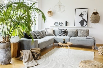 plant next to grey corner sofa in african living room interior with poster and pouf. real photo