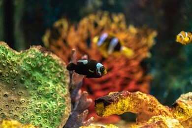 fish swimming in tank