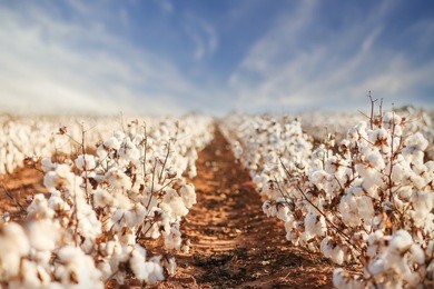 cotton field in west texas