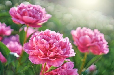 pink flowers peonies flowering in peonies garden.         