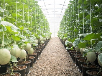 japanese cantaloupe melon farm row path on sunlight and hanging in farm