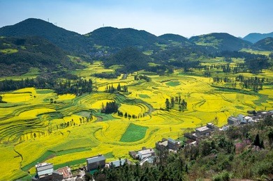 rapeseed field luoping, yunnan province, china.