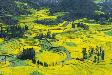 rapeseed field luoping, yunnan province, china.