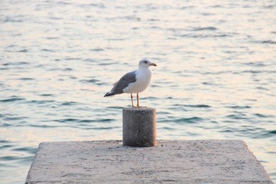 seagull portrait against sea shore. close up view of white bird seagull sitting by the beach. 