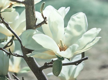 magnolia flower. nature.