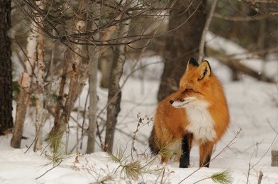 red fox in its winter surrounding.