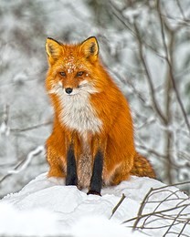a hdr photo of a red fox in its winter surrounding.