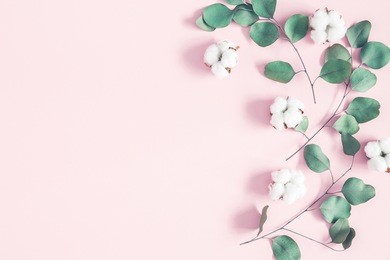 eucalyptus leaves and cotton flowers on pastel pink background. flat lay, top view